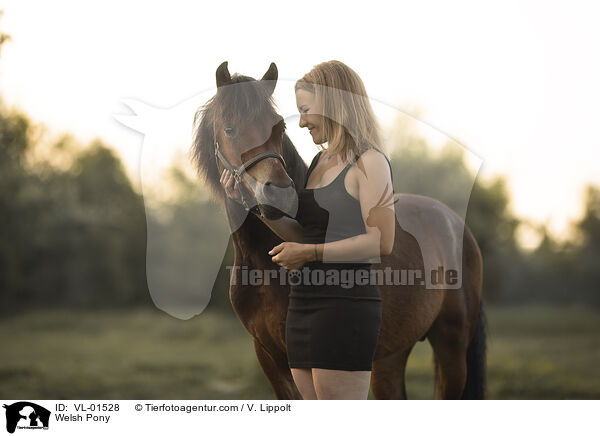 Welshpony / Welsh Pony / VL-01528