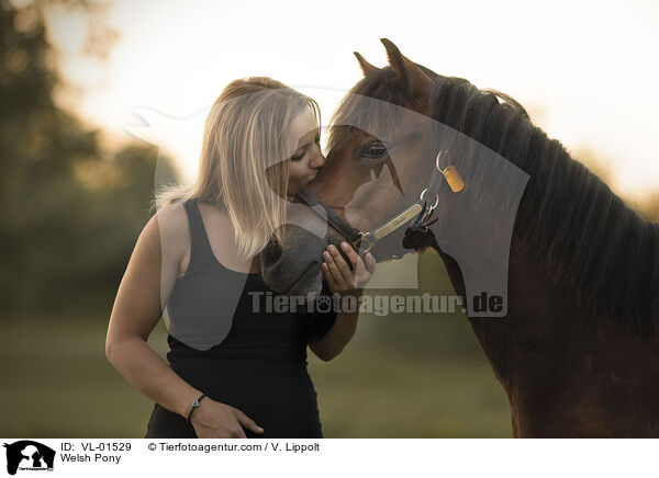 Welshpony / Welsh Pony / VL-01529
