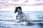 Welsh pony by the sea