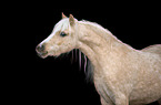Welsh Pony Portrait