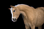 Welsh Pony Portrait
