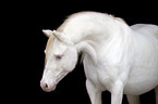 Welsh Pony Portrait