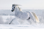 Welsh Pony runs through the snow