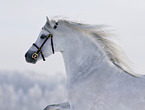 Welsh Pony Portrait