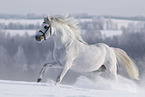 Welsh Pony runs through the snow