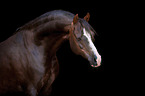 Welsh Pony Portrait
