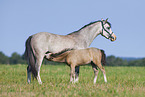 Welsh Pony