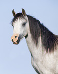 Welsh Pony Portrait
