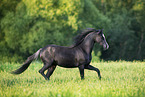 galloping Welsh Pony
