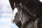 Welsh foal