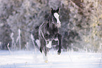 Welsh foal