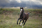 Welsh foal