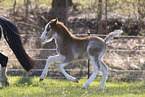 Welsh Pony