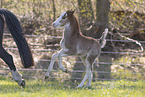 Welsh Pony