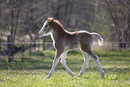 Welsh foal