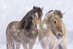 Welsh Pony