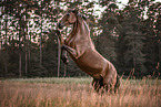 brown Welsh Pony