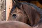 brown Welsh Pony