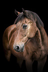 brown Welsh Pony