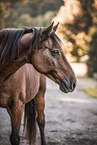 brown Welsh Pony