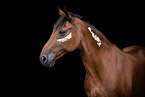 brown Welsh Pony