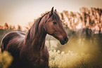 brown Welsh Pony