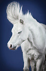 Welsh Pony in studio