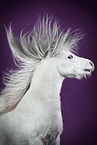 Welsh Pony in studio