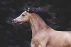 Welsh Pony