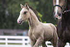 Welsh Pony