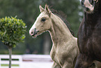 Welsh Pony