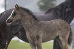 Welsh Pony