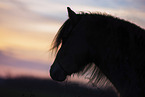 Welsh Pony