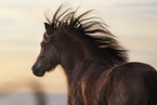 Welsh Pony
