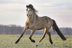 Welsh Pony