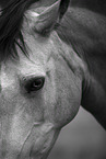 Welsh Pony