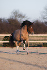 Welsh Pony