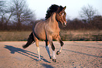 Welsh Pony