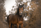 Welsh Pony