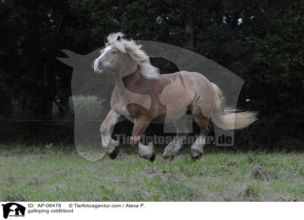 galloping coldblood / AP-06478