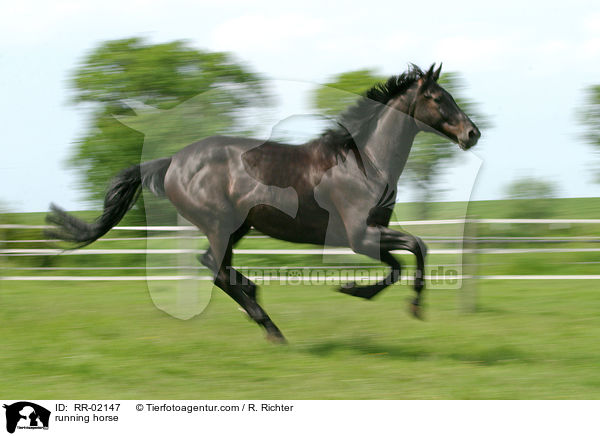 Pferd im Galopp / running horse / RR-02147