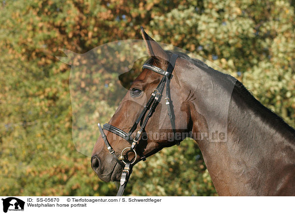 Westphalian horse portrait / SS-05670