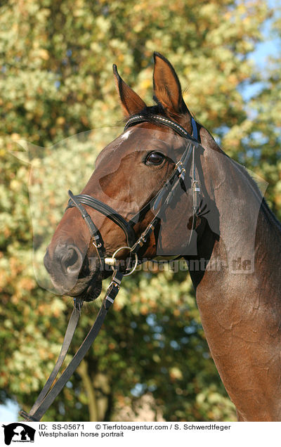 Westphalian horse portrait / SS-05671