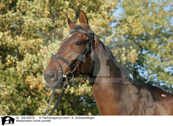 Westphalian horse portrait / SS-05672