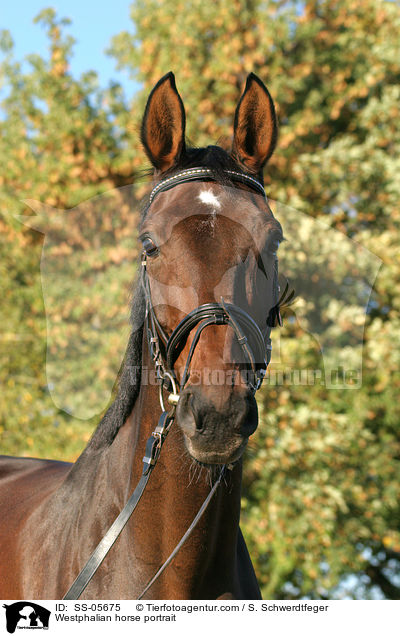 Westphalian horse portrait / SS-05675