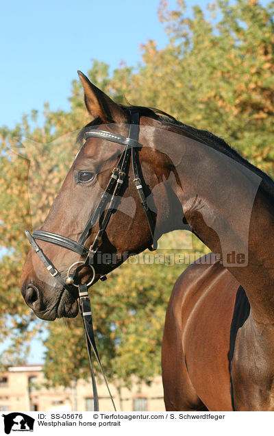 Westphalian horse portrait / SS-05676