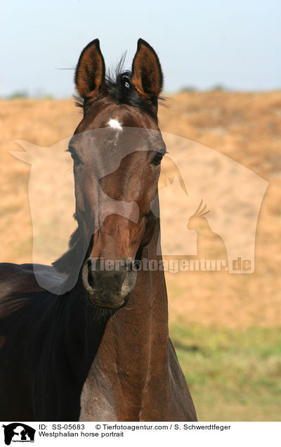 Westphalian horse portrait / SS-05683