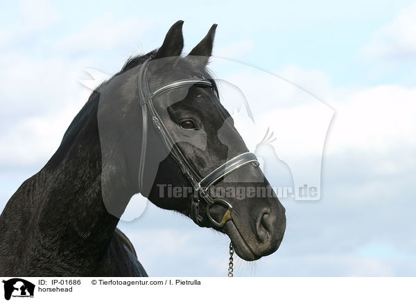 Pferdeportrait / horsehead / IP-01686