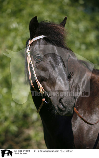 Rappe Portrait / black horse / RR-14059