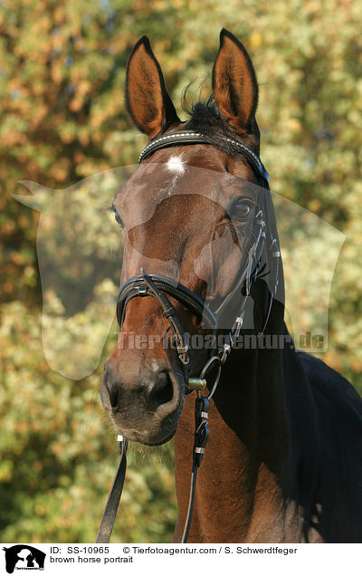 Westflisches Warmblut Portrait / brown horse portrait / SS-10965